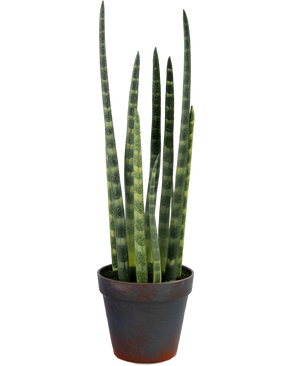 Kunst Sansevieria Cylindrica 43 cm