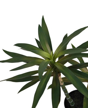 Kunstplant Yucca gigantea 53 cm