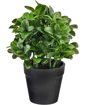 Kunstplant Peperomia 20 cm