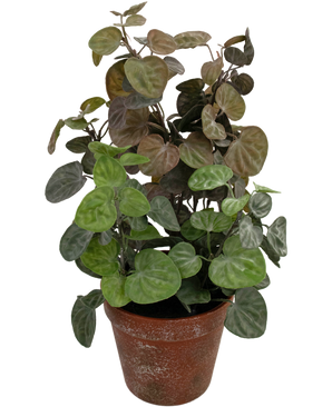 Kunstplant Peperomia 35 cm