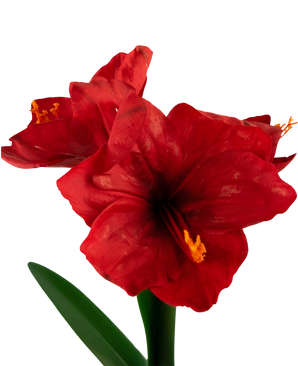 Kunstbloem Amaryllis rood 48 cm