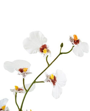 Kunst Oncidium Real Touch 48 cm wit