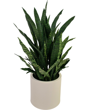 Kunst Sansevieria Zylanica 43 cm kant en klaar in beige pot