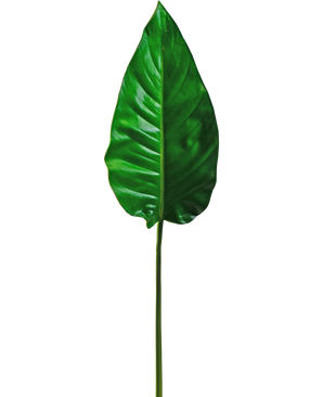 Kunstblad Alocasia 76cm