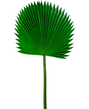 Kunstblad Washingtonia 105cm