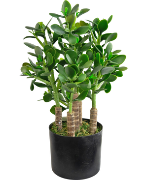 Kunstplant Jade 45 cm