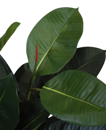 Een close-up van enkele groene bladeren van de Kunstplant Rubber 60 cm, met daarop een nieuw blad met een rode punt dat net tevoorschijn komt, tegen een witte achtergrond.