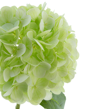 Kunstbloem Hortensia Real Touch Lichtgroen 49 cm