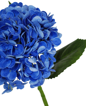 Een close-up van de Kunstbloem Charlotte Hortensia Real Touch dblue 55 cm toont de levendige blauwe bloemblaadjes en het enkele groene blad tegen een effen witte achtergrond.