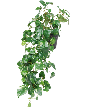 De Kunst Hangende goudrank in pot 80 cm UV is een hangende plant in pot met glanzende, hartvormige groene bladeren die naar beneden vallen, afgebeeld tegen een witte achtergrond.