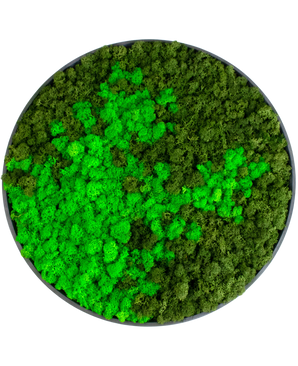 Mos muur op zwart frame Ø44,5 cm