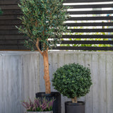 Drie potplanten staan buiten opgesteld: een Kunst olijfboom UV 155 cm met een slanke stam, een ronde struik en een kleine pot met paarse heide, allemaal tegen een betonnen muur en een hek van houten latten.
