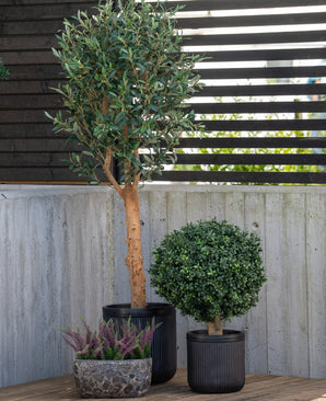 Drie potplanten staan op een patio: een hoge Kunst olijfboom 155 cm UV met slanke bladeren, een ronde dichte struik van Easyplants en een ondiepe pot met kleine paarse bloemen, allemaal tegen een betonnen muur en een schutting van houten latten.