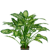 Een kunstplant Dieffenbachia van 75 cm met weelderige groene bladeren, versierd met lichtgeelgroene aftekeningen, afgebeeld tegen een effen witte achtergrond.