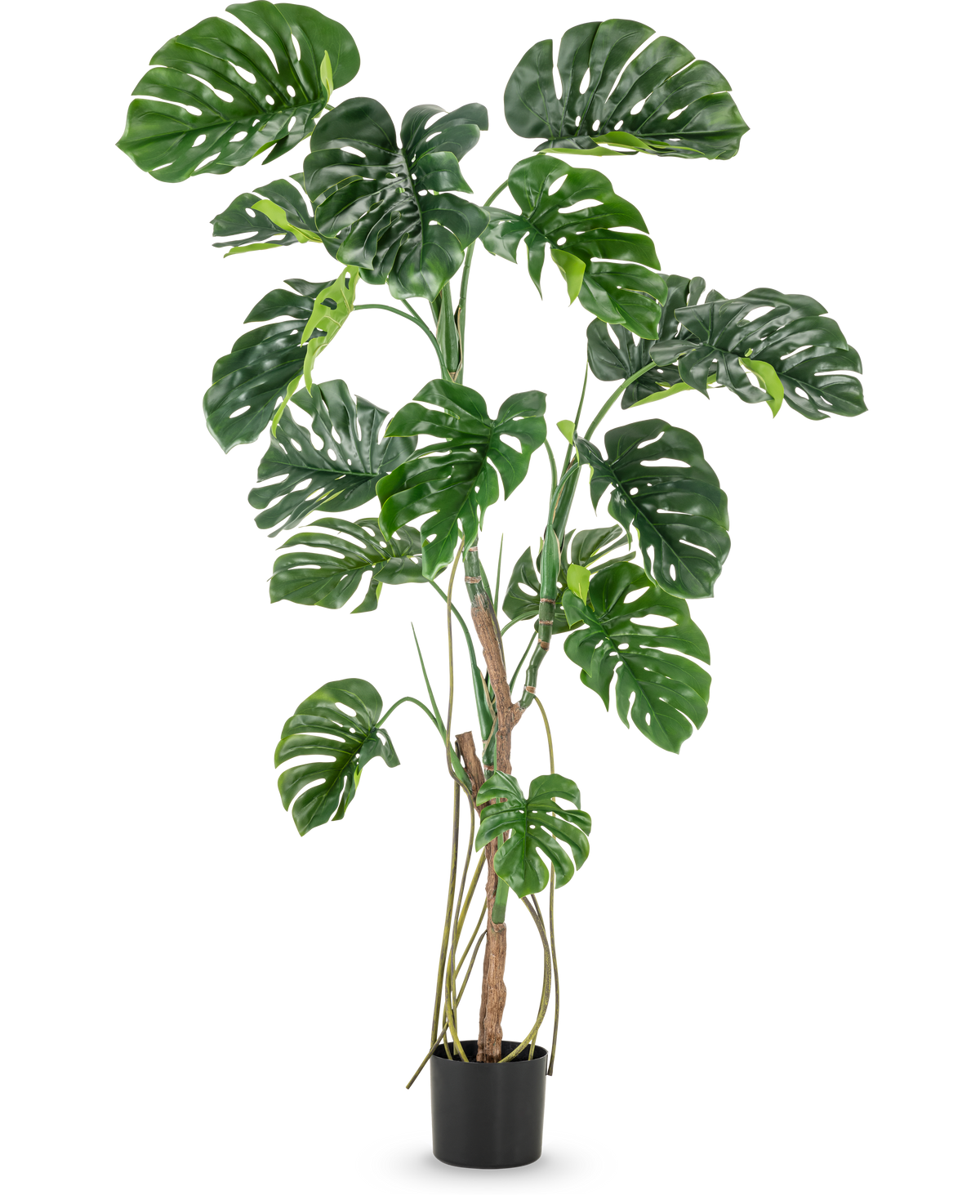 De Kunstplant Monstera 180 cm is een hoge kunstplant met grote, glanzende, gespleten groene bladeren in een kleine zwarte pot, afgebeeld tegen een effen witte achtergrond.