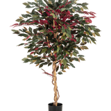 De Kunstplant Ficus groen/rood 150 cm heeft een gedraaide lichtbruine stam, groene en bordeauxrode bladeren en wordt geleverd in een zwarte pot - ideaal als opvallende kamerplant tegen een witte achtergrond.