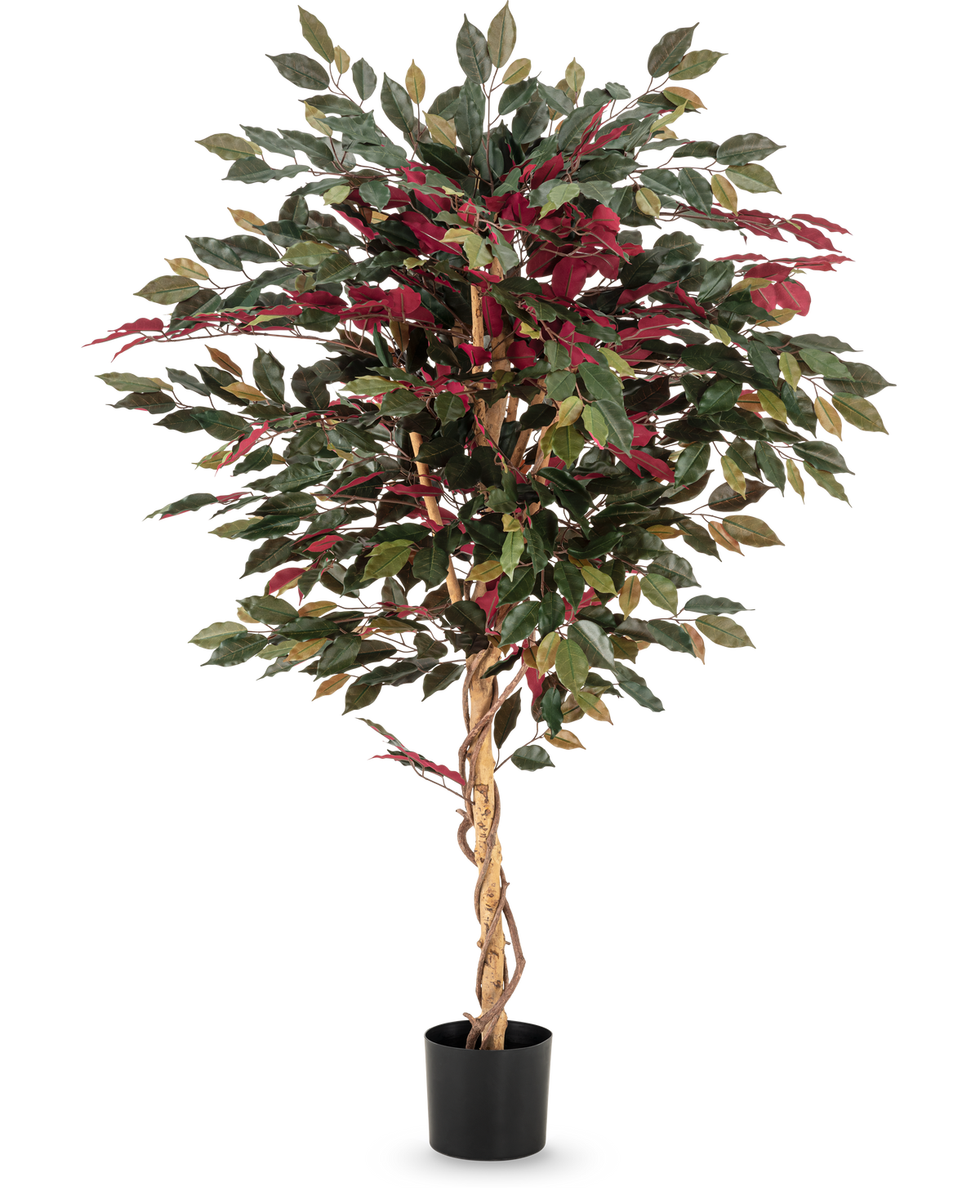 De Kunstplant Ficus groen/rood 150 cm heeft een gedraaide lichtbruine stam, groene en bordeauxrode bladeren en wordt geleverd in een zwarte pot - ideaal als opvallende kamerplant tegen een witte achtergrond.