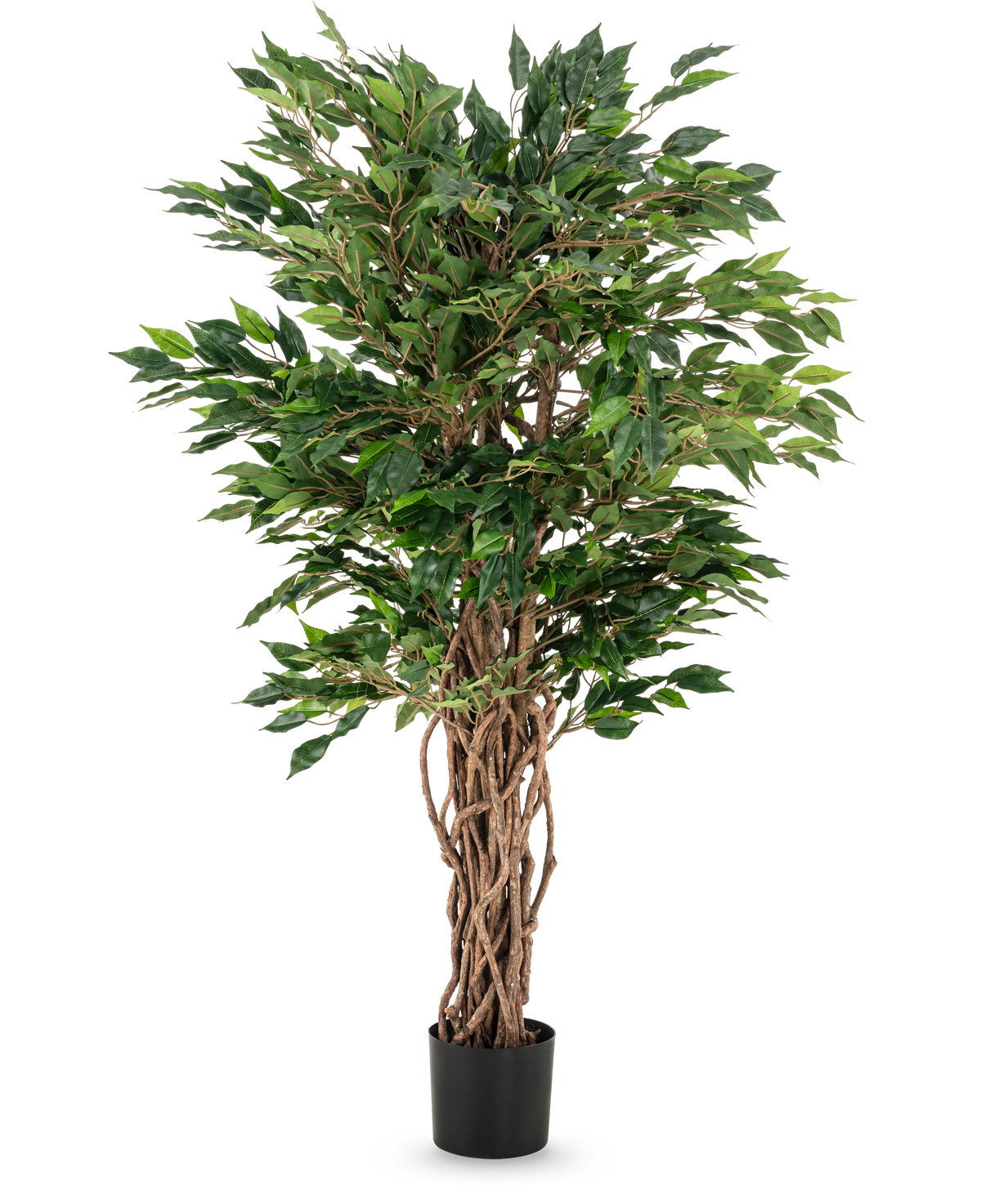 De Kunstplant Ficus Liana 120 cm heeft gevlochten bruine stammen en weelderige groene bladeren in een zwarte pot, waardoor het een elegante keuze is voor elke ficus collectie of kantoorplant display.