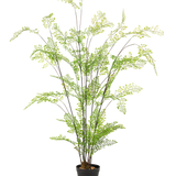 De Kunst varen plant 140 cm heeft meerdere dunne, lange stengels met delicate groene bladeren die lijken op een varen, tegen een effen witte achtergrond - perfect om weelderig groen toe te voegen aan je kamerplantencollectie.