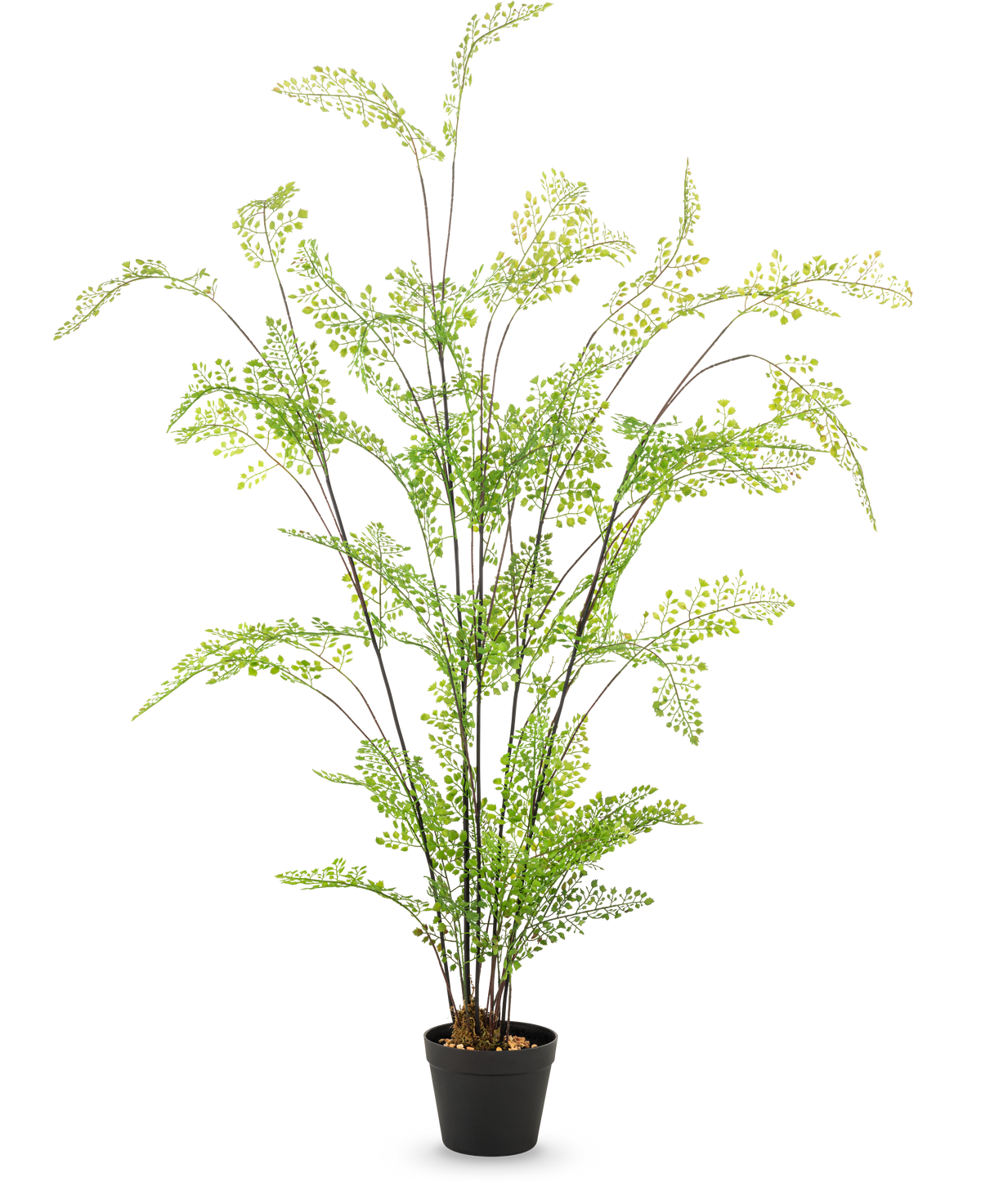 De Kunst varen van 120 cm heeft lange, slanke stengels en kleine, fijne groene blaadjes, die elegant in een pot zijn gerangschikt tegen een effen witte achtergrond – een ideale, onderhoudsvriendelijke kamerplant voor jouw interieur.