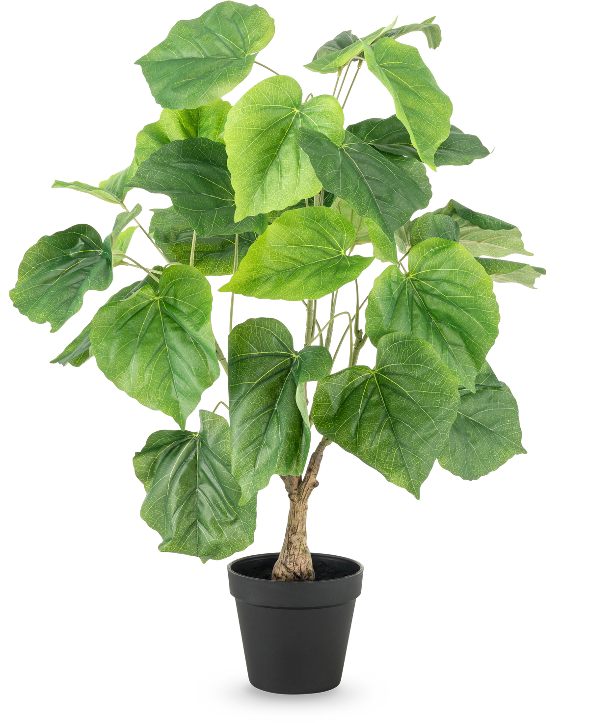 De Kunstplant Ficus 60 cm heeft grote, groene, hartvormige bladeren en een gestructureerde stam in een eenvoudige zwarte plastic pot, tegen een witte achtergrond.