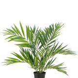 De Kunstpalm Parlour UV 60 cm heeft lange, smalle bladeren op verschillende stelen in een eenvoudige zwarte pot, tegen een witte achtergrond - een stijlvolle kunstpalm die elke ruimte verfraait.