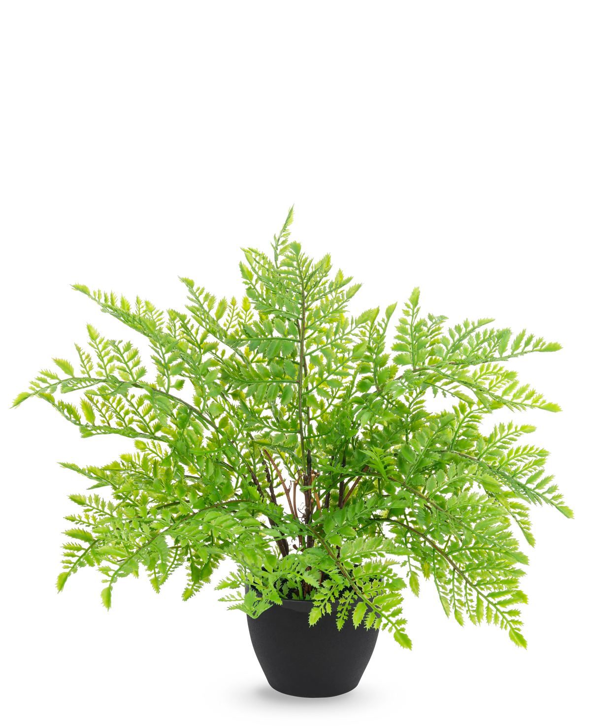 De Kunst varen 35 cm in sierpot zwart heeft realistische, vederlichte groene varenbladeren in een strakke zwarte sierpot, tegen een strakke witte achtergrond.