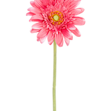 Een Kunstbloem Gerbera 55 cm roze, met een gele kern en groen staal, geïsoleerd op een witte achtergrond.