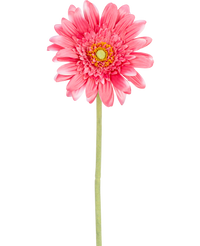 Kunstbloem Gerbera 55 cm roze