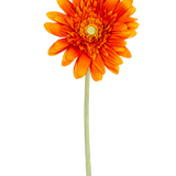 De Kunstbloem Gerbera 53 cm oranje heeft een levendige oranje gerbera met gelaagde bloemblaadjes en een geel hart, op een lange groene steel tegen een effen witte achtergrond.