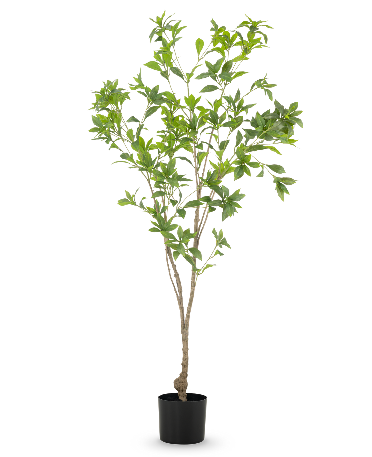 De Kunstplant Pieris Japonica 150 cm heeft slanke takken en overvloedige groene bladeren in een eenvoudige zwarte pot, tegen een witte achtergrond.