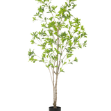 De Kunstplant Pieris Japonica 180 cm is een hoge kunstboom in pot met meerdere slanke bruine stammen en weelderige groene bladeren tegen een effen witte achtergrond.
