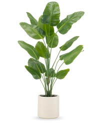 Kunstplant Strelitzia Real Touch kant en klaar in pot beige 180 cm