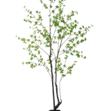 De Kunstplant Enkianthus 210 cm heeft een hoog, slank ontwerp met donkere stengels en takken versierd met kleine lichtgroene bladeren, tegen een effen witte achtergrond.