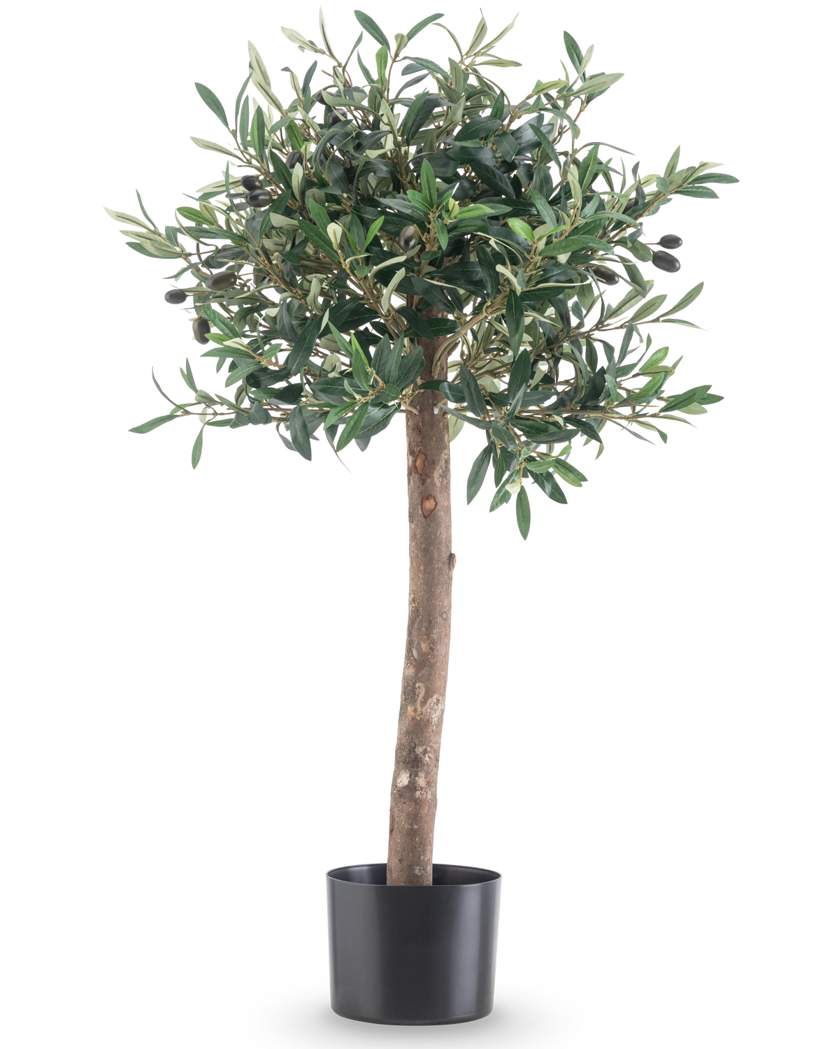 De Kunst olijfboom UV 85 cm heeft een rechte stam, dichte groene bladeren en kleine zwarte olijven. Deze onderhoudsvriendelijke kunstplant in zwarte pot blijft altijd mooi en is perfect voor binnen of buiten dankzij de UV-bestendigheid.