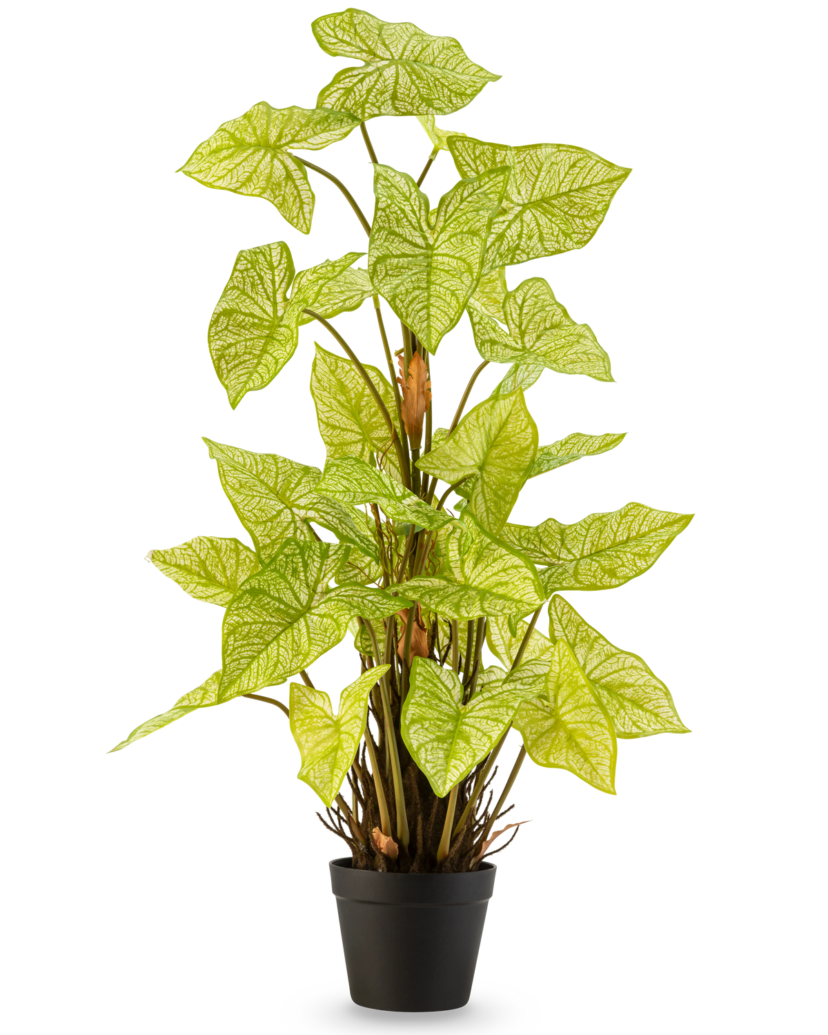De Kunstplant Trapa Bispinosa 90 cm wit is een kunstplant in pot met levendige lichtgroene bladeren en opvallende bleke nerven, gerangschikt in een compacte zwarte pot en afgebeeld tegen een effen witte achtergrond.
