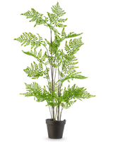 De Kunst varen plant 85 cm heeft delicate, vederlichte groene bladeren en meerdere lange, slanke stelen, gepresenteerd in een pot tegen een effen witte achtergrond.