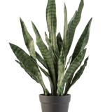 De Kunstplant Sansevieria Zeylanica 71 cm heeft lange, rechtopstaande groene bladeren met donkere horizontale strepen, in een eenvoudige donkergrijze pot tegen een effen witte achtergrond.