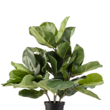 De Kunstplant Tabaksplant Fiddle Leaf UV 45 cm heeft grote, glanzende groene bladeren en dikke stelen in een zwarte plastic pot, tegen een effen witte achtergrond.