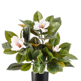 De Kunstplant Magnolia in pot 46 cm is een onderhoudsvriendelijke plant met grote, glanzende groene bladeren en drie lichtroze bloemen met een geel hart, in een eenvoudige zwarte pot tegen een witte achtergrond.