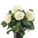De Kunstplant Hortensia UV 43 cm wit heeft weelderige groene bladeren en grote witte hortensiabloemen in een zwarte pot, tegen een effen witte achtergrond.