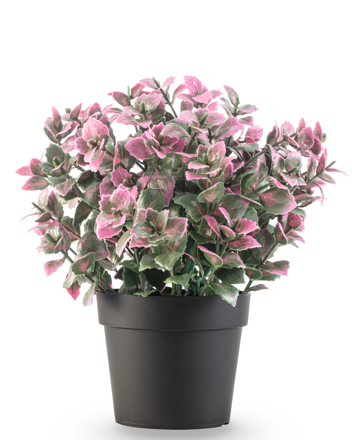 De Kunstplant Eucalyptus paars in pot UV 22 cm heeft paarse eucalyptusbladeren in een donkere pot, tegen een effen witte achtergrond.