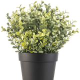 De Kunstplant Buxus groen in pot UV 19 cm is een kleine, groenbladige kunstplant met ronde bladeren in een eenvoudige zwarte pot, tegen een witte achtergrond.