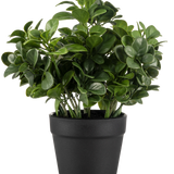De Kunstplant Peperomia 20 cm heeft weelderige, ronde groene bladeren en wordt geleverd in een eenvoudige zwarte pot tegen een effen witte achtergrond.