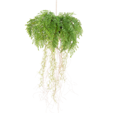 De Kunst hangplant Varen met wortels d35 cm met hangsysteem heeft lange, dunne wortels en hangt onderhoudsvrij aan een touwtje tegen een witte achtergrond.