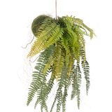 De Kunst hangplant Varen op bal 63 cm heeft weelderige, overhangende groene bladeren en delicate blaadjes. Hangend aan een dun touwtje tegen een witte achtergrond is het de perfecte onderhoudsvrije hangplant voor elke ruimte.