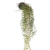 De Kunst hangplant Pumila bal 30 cm heeft lange, slingerende groene ranken met kleine blaadjes die uit een met mos bedekte bal komen, opgehangen met touw tegen een witte achtergrond.