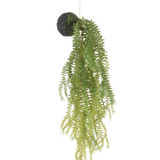 De Kunst hangplant Phlegmariurus bal 50 cm heeft groene varenbladeren aan een met mos bedekte ronde basis, opgehangen aan een touwtje tegen een witte achtergrond.