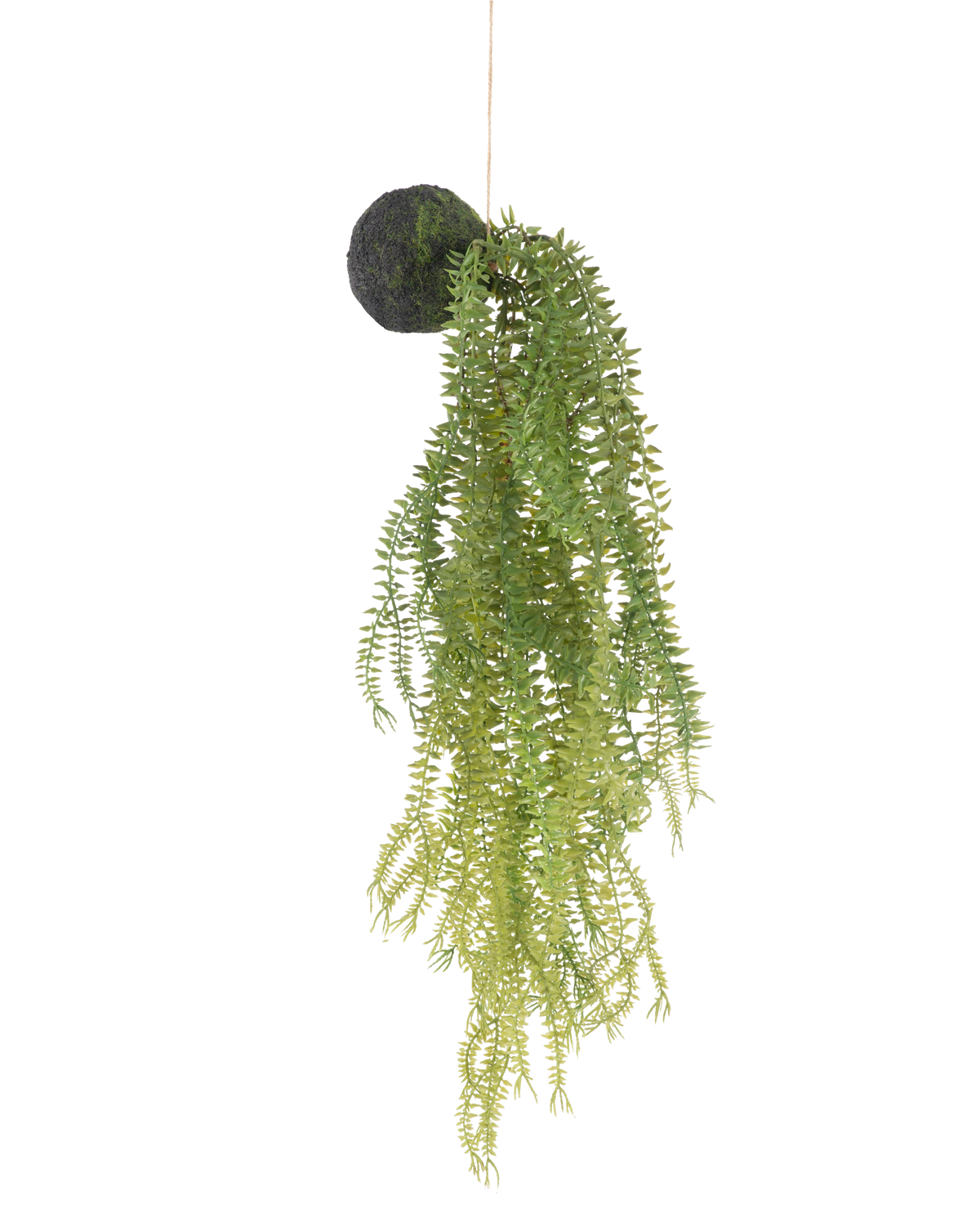 De Kunst hangplant Phlegmariurus bal 50 cm heeft groene varenbladeren aan een met mos bedekte ronde basis, opgehangen aan een touwtje tegen een witte achtergrond.