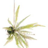 De Kunst hangplant varen bal 45 cm heeft lange, slanke groene bladeren die naar buiten steken en is opgehangen met touw tegen een effen witte achtergrond.